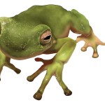 Frog, rendered entirely in Photoshop.