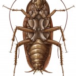 American Cockroach: Periplaneta americana- Ventral aspect; Graphite pencil and Photoshop. 2001