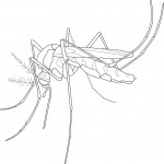 Mosquito Adult; Macroinvertebrates created for National Mississippi River Museum & Aquarium, 2010.