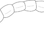 Blooworm; Macroinvertebrates created for National Mississippi River Museum & Aquarium, 2010.