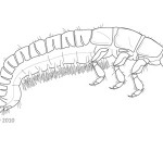 Caddisfly Larva; Macroinvertebrates created for National Mississippi River Museum & Aquarium, 2010.