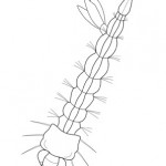 Mosquito Larva; Macroinvertebrates created for National Mississippi River Museum & Aquarium, 2010.