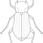 Riffle Beetle; Macroinvertebrates created for National Mississippi River Museum & Aquarium, 2010.