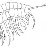 Scud; Macroinvertebrates created for National Mississippi River Museum & Aquarium, 2010.