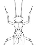 Stonefly; Macroinvertebrates created for National Mississippi River Museum & Aquarium, 2010.
