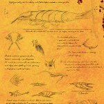 Ocean Arthrosoma