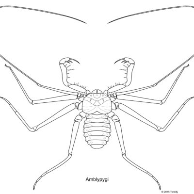 Amblypygi, Whip Spider. 2015