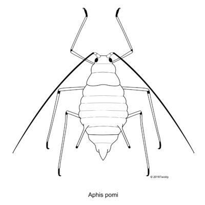 Aphis pomi, Green Apple Aphid. 2016