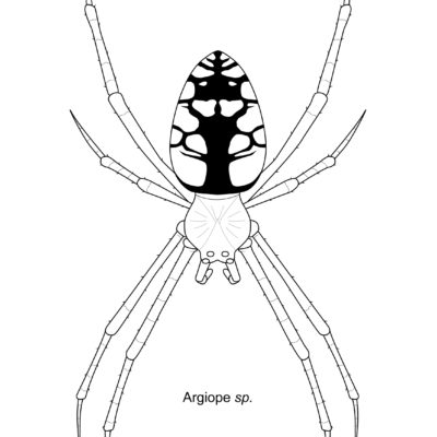 Agriope sp., Garden Spider. 2015