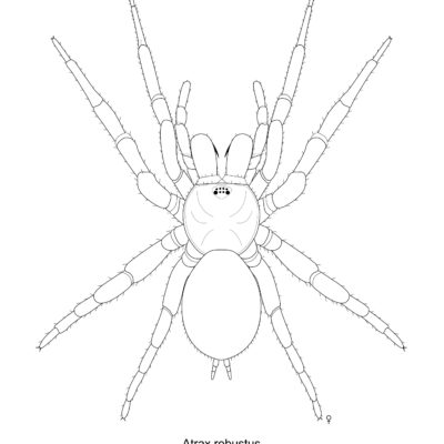 Atrax robustus, Sydney Funnel Web Spider. 2017