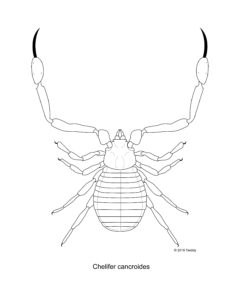 Chelifer cancroides, House Pseudoscorpion. Adobe Illustrator. 2016