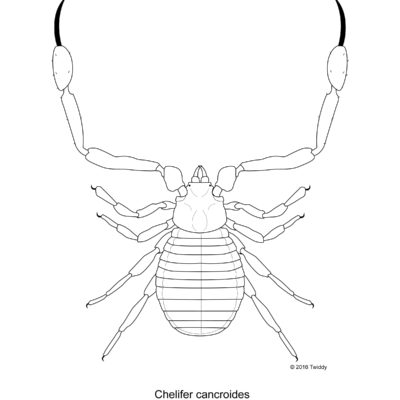 Chelifer cancroides, House Pseudoscorpion. 2016