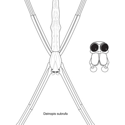 Deinopis subrufa, Ogre-Faced Spider. 2015. 