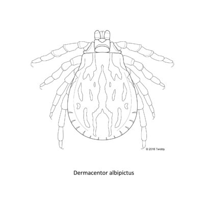 Dermacentor albipictus, Winter Tick. 2016