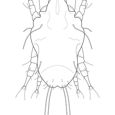 Dermatophagoides farinae, Dust Mite. 2015
