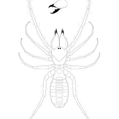 Galeodes arabs, Egyptian Camel Spider. 2017