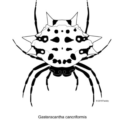 Gasteracantha cancriformis, Spiny-Backed Orb Spider. 2016