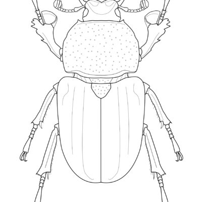 Lamprima latreillii, Golden Green Stag Beetle. 2015