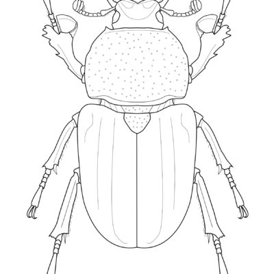 Lamprima latreillii, Golden Green Stag Beetle. 2015