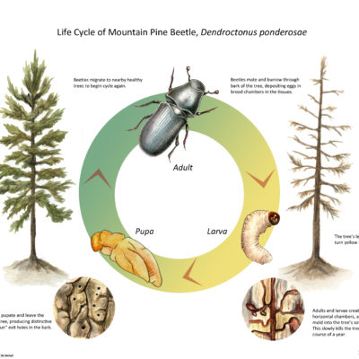 Wood Beetle Life Cycle; Watercolor and Photoshop. 2010