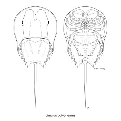 Limulus polyphemus, Atlantic Horseshoe Crab. 2017