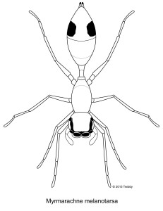 Myrmarachne melanotarsa, Ant Mimic Spider; Abobe Illustrator. 2015