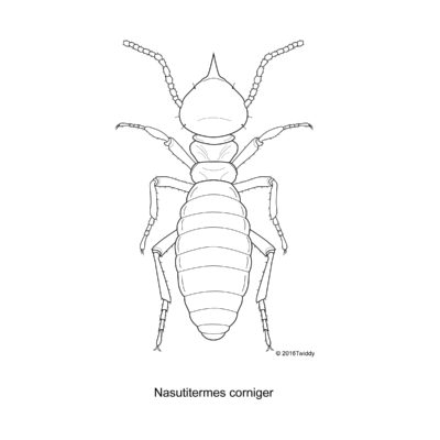 Nasutitermes corniger, Conehead Termite. 2016