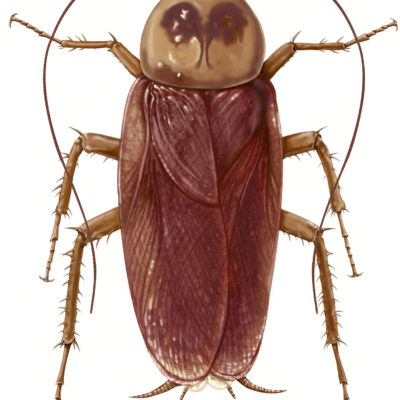 American Cockroach: Periplaneta americana- Dorsal aspect; Graphite and Photoshop. 2001