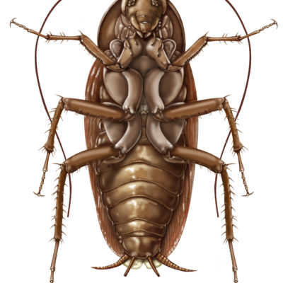 American Cockroach: Periplaneta americana- Ventral aspect; Graphite pencil and Photoshop. 2001