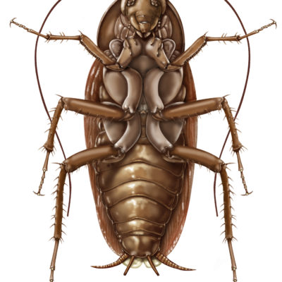 American Cockroach: Periplaneta americana- Ventral aspect; Graphite pencil and Photoshop. 2001