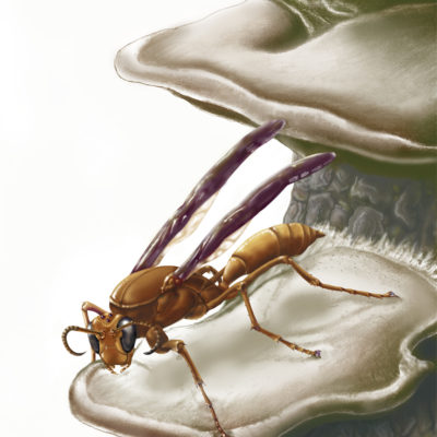 Polistes sp. wasp and shelf fungus, Georgia; Graphite pencil and Photoshop. 2000