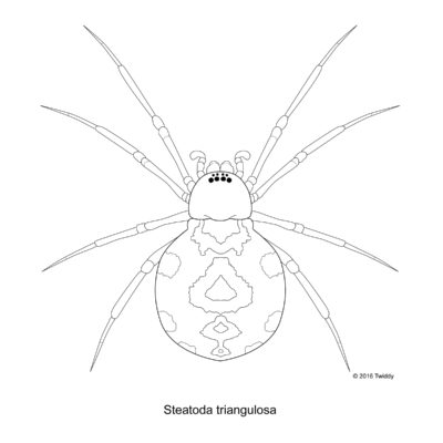 Steatoda triangulosa, Triangulate Cob Spider. 2016