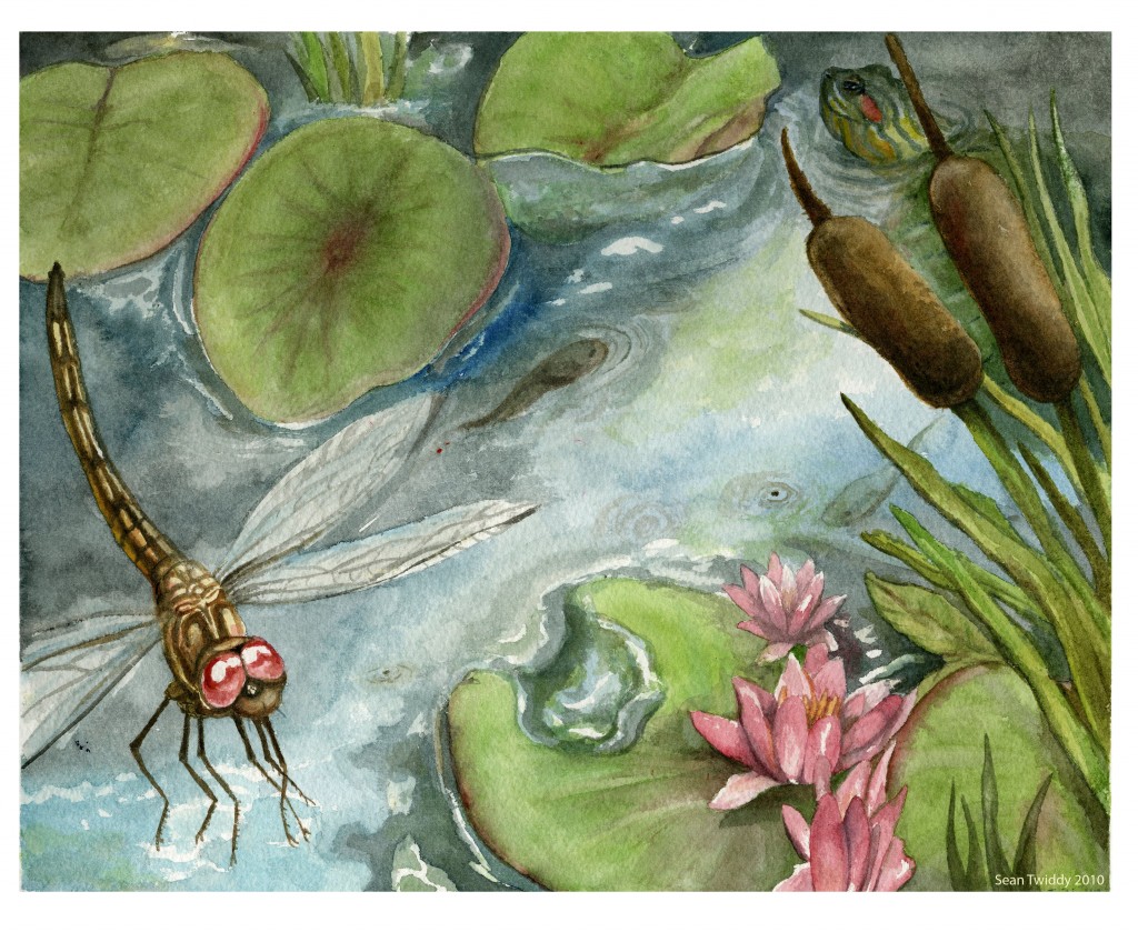 Georgia Pond, w/ local species; Watercolor. 2010
