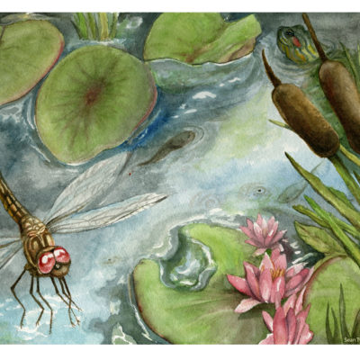 Georgia Pond, w/ local species; Watercolor. 2010