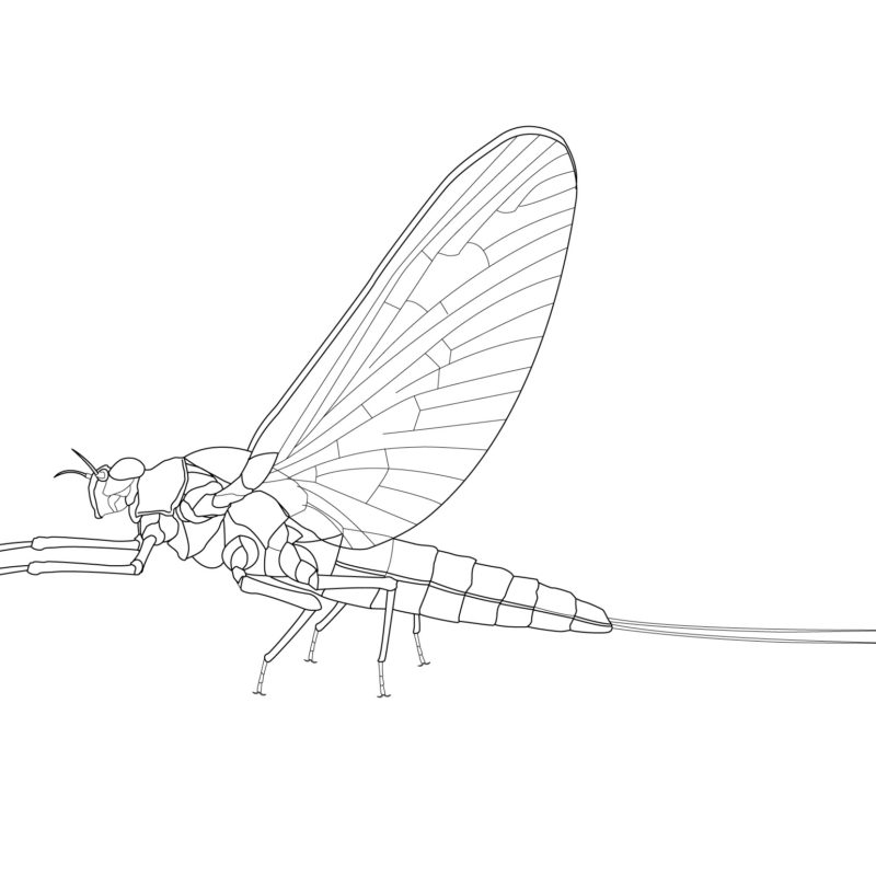 Macroinvertebrates of the Mississippi River – Sean Twiddy's Bughaus ...