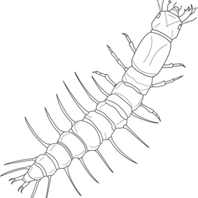 Fishfly Larva; Macroinvertebrates created for National Mississippi River Museum & Aquarium, 2010.