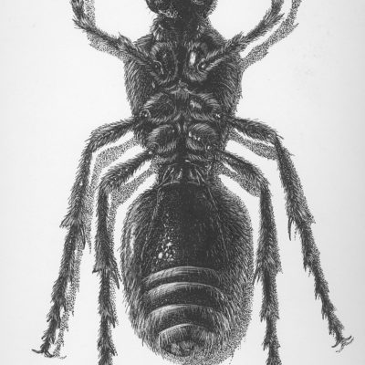 Dasymutilla occidentalis, Velvet Ant; Ink on scratchboard; 2000