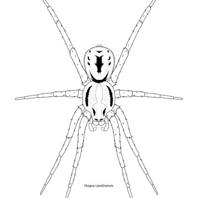 Hogna carolinensis, Wolf Spider. 2015