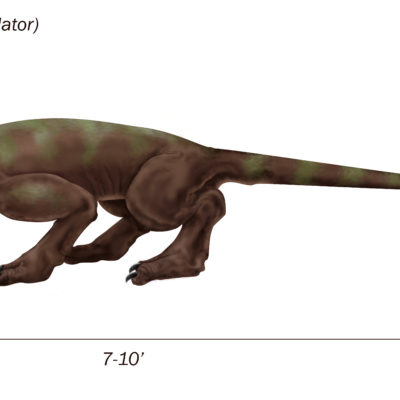 Predator- Tai jungle and mountain regions