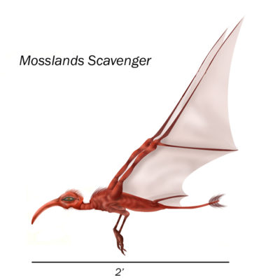 Scavenger- Fuso'olon regions (lateral view)