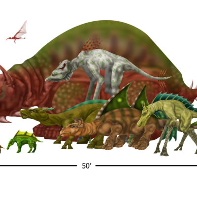 Size comparison- Fuso'olon species