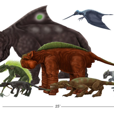 Size comparison- Tai species