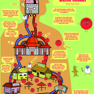 Circulatory System and Major Organs map; Illustrator. 2011