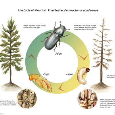 Life Cycle of Mountain Pine Beetle; Ink, Watercolor, and Photoshop. 2010