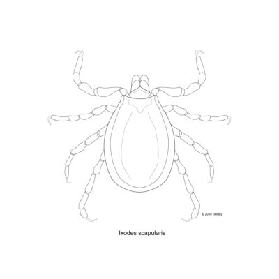Ixodes scapularis, Deer Tick. 2018