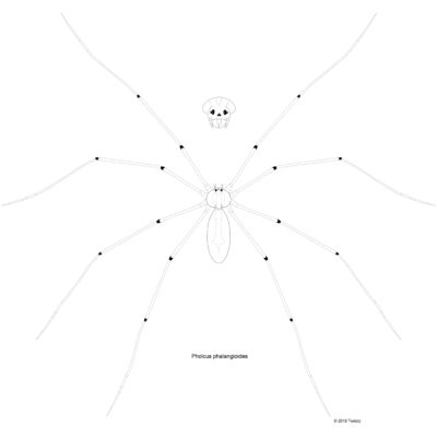 Pholcus phalangioides, Long-Bodied Cellar Spider. 2018