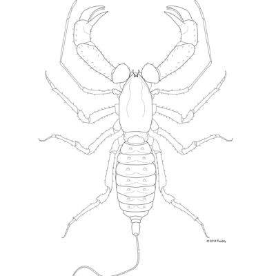 Thelyphonus doriae, Whip Scorpion. 2018