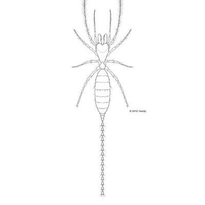Eukoenenia spelaea, Microwhip Scorpion. Adobe Illustrator. 2019