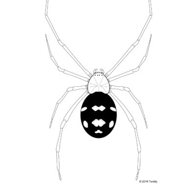 Latrodectus bishopi, Red Widow. 2019. Arachtober Series