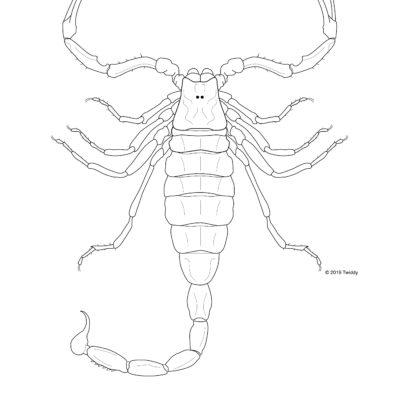 Leiurus quinquestriatus, Deathstalker Scorpion. 2019. Arachtober Series